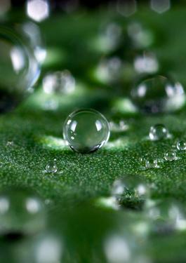 green leaf with waterdrop